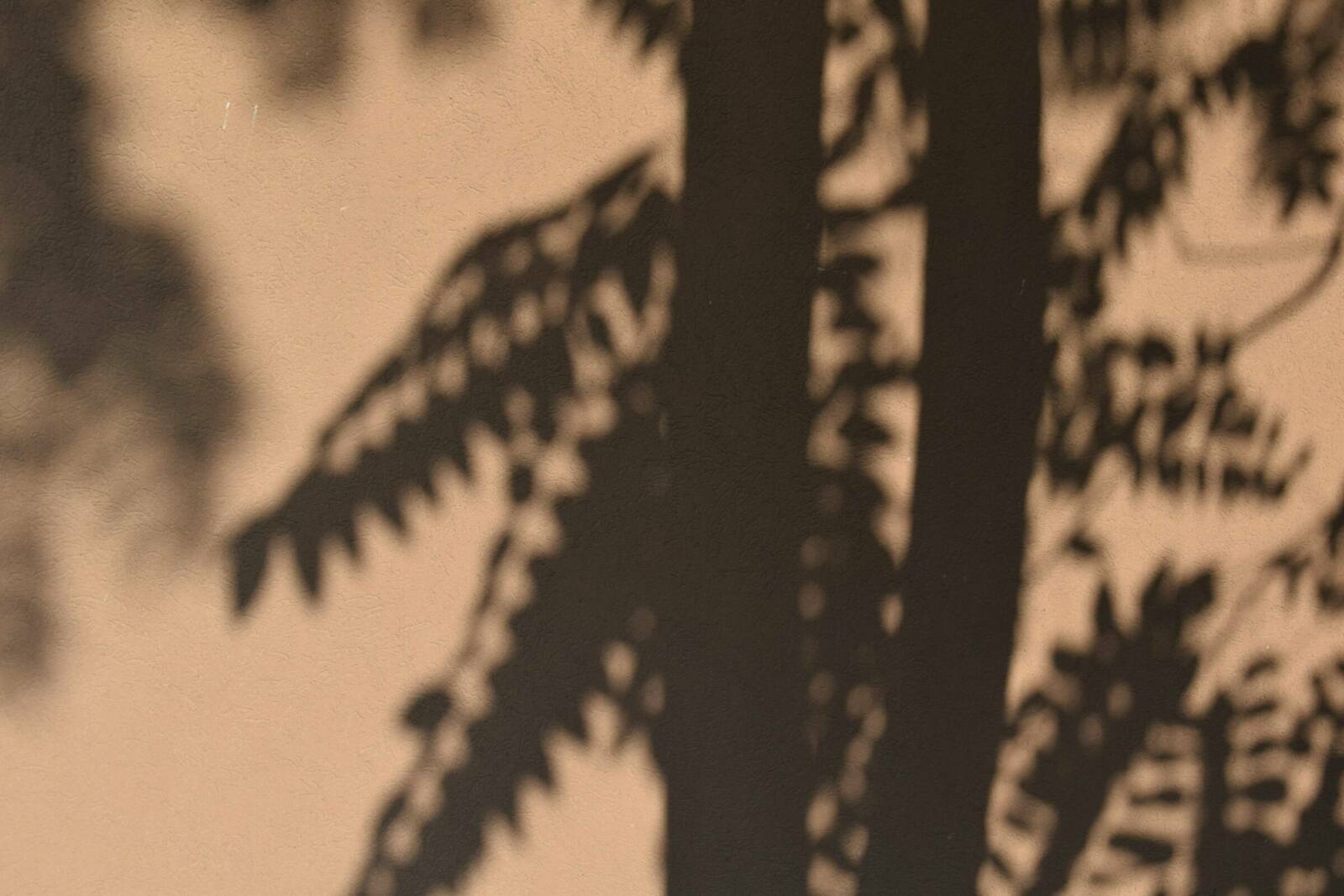 marija-zaric-n_mA9Z3ZyqI-unsplash